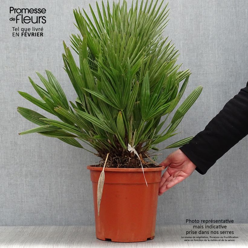 Spécimen de Chamaerops humilis Compacta - Palmier nain pot de 7L tel que livré en hiver