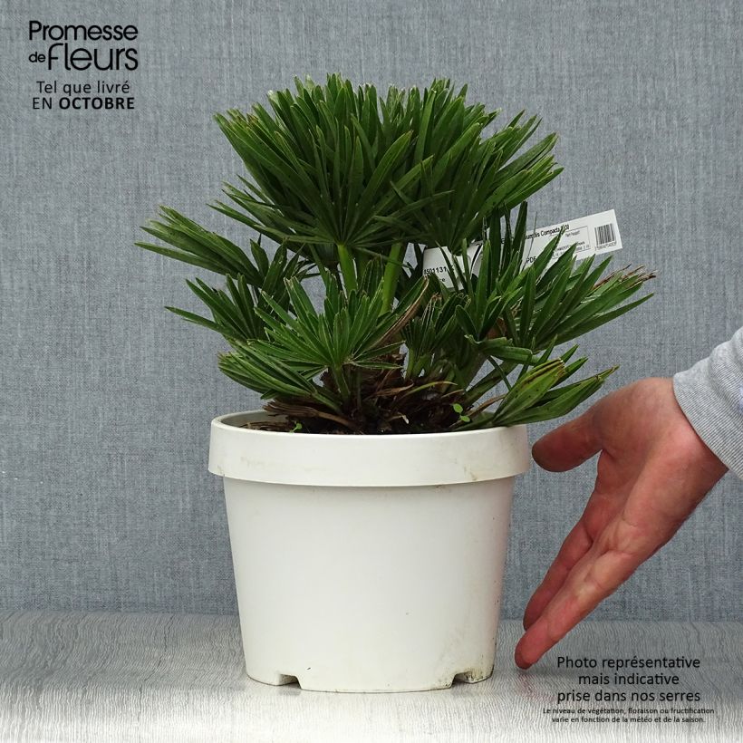 Spécimen de Chamaerops humilis Compacta - Palmier nain tel que livré en automne