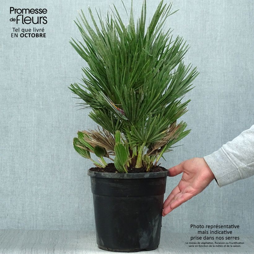 Spécimen de Chamaerops humilis Compacta - Palmier nain tel que livré en automne