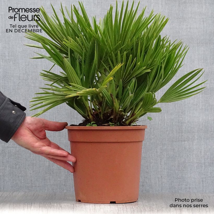 Spécimen de Chamaerops humilis Compacta - Palmier nain pot de 4/5L tel que livré en hiver