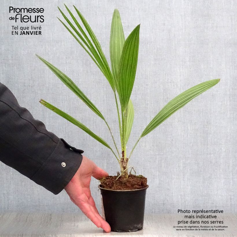 Spécimen de Chamaerops humilis - Palmier nain pot de 12 cm tel que livré en hiver