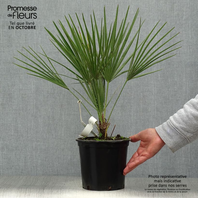 Spécimen de Chamaerops humilis - Palmier nain pot de 3L tel que livré en automne