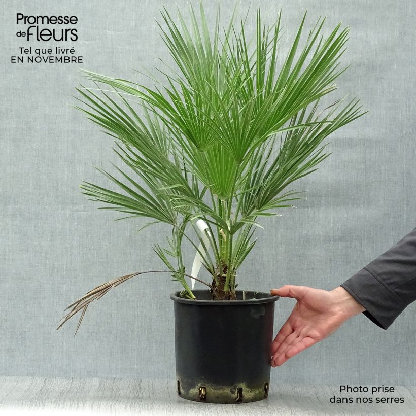 Spécimen de Chamaerops humilis - Palmier nain pot de 7L tel que livré en automne