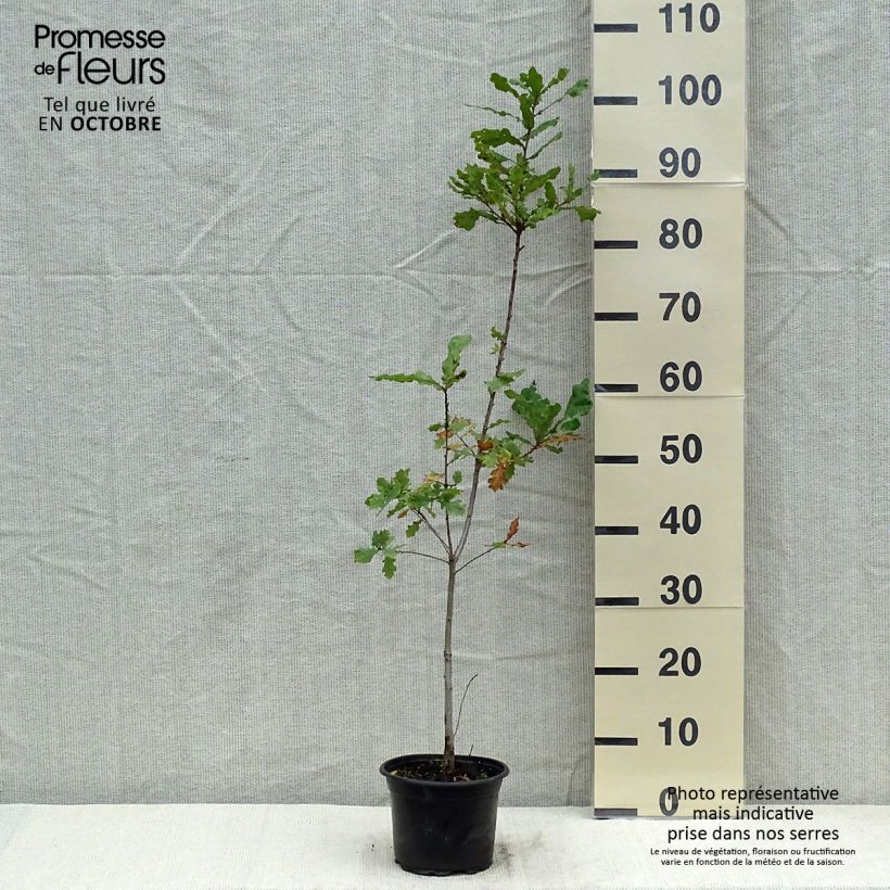 Spécimen de Chêne pédonculé - Quercus robur 60/80cm en pot de 2/3L tel que livré en automne