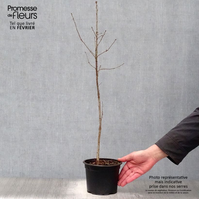 Spécimen de Chêne pédonculé - Quercus robur 60/80cm en pot de 2/3L tel que livré en hiver