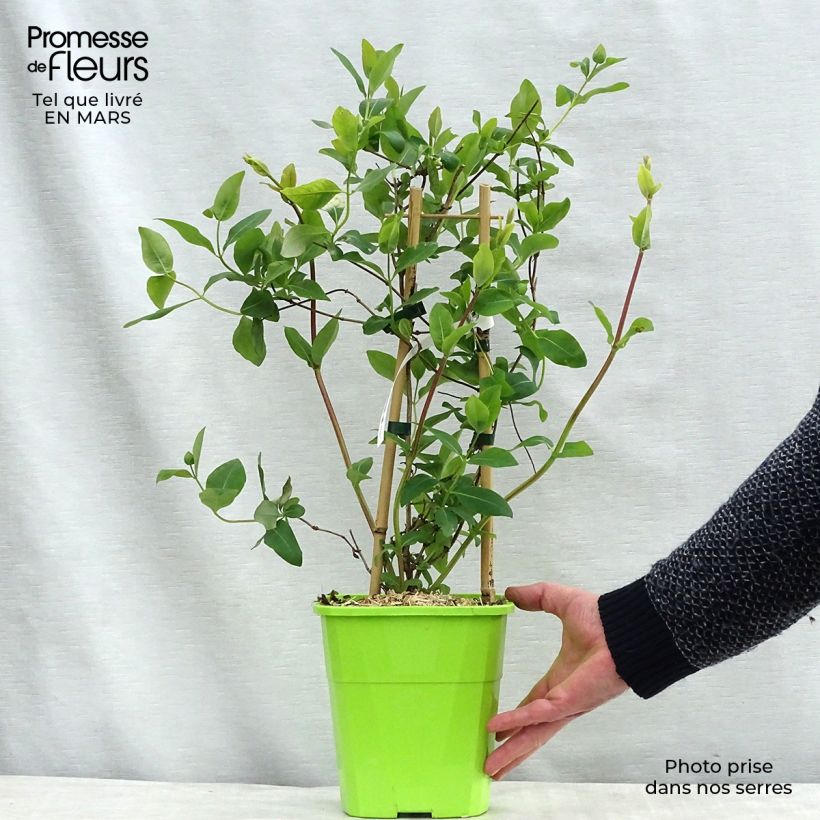 Spécimen de Chèvrefeuille du Japon Sweet Isabel - Lonicera japonica Pot de 3L/4L tel que livré en hiver