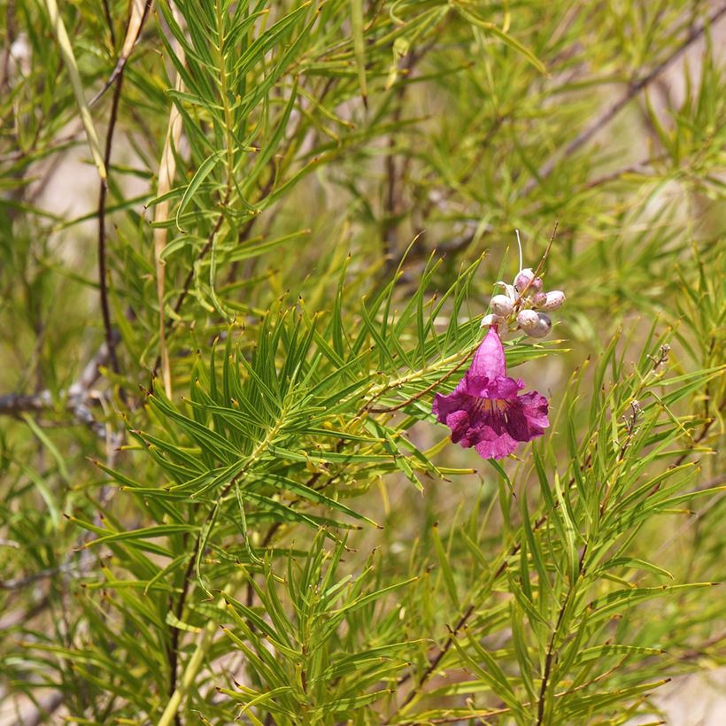 Chilopsis linearis Burgundy (Feuillage)