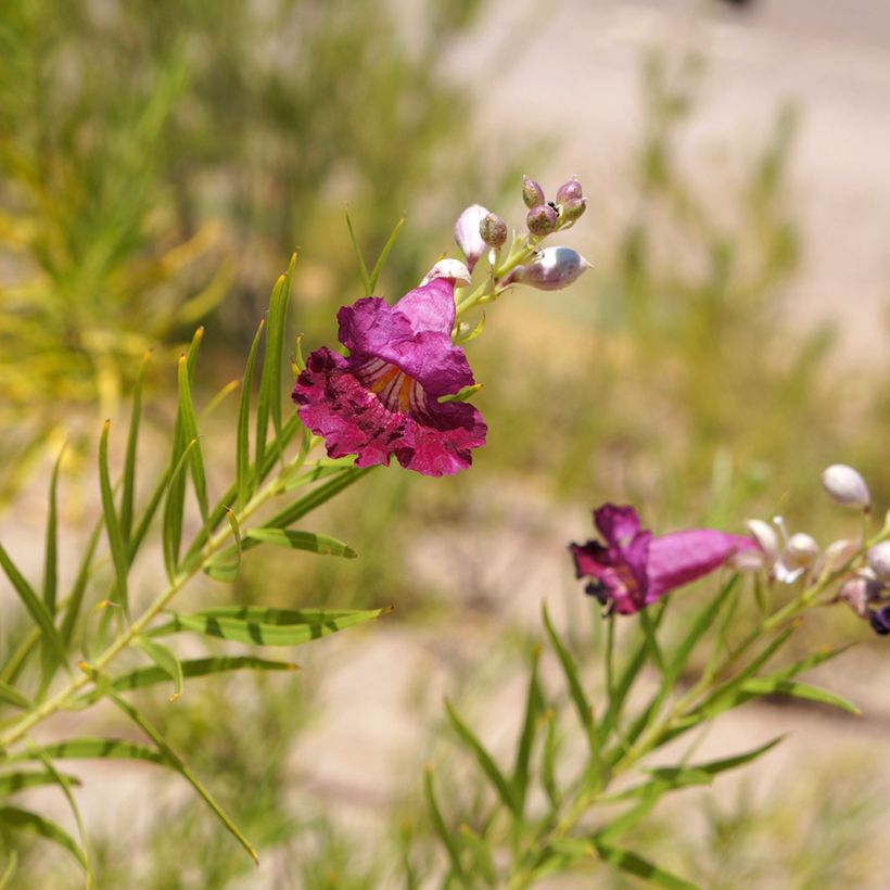 Chilopsis linearis Burgundy (Floraison)