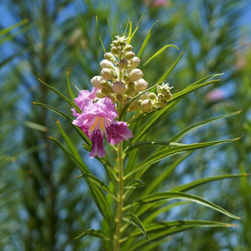 Chilopsis linearis - Saule du désert (Feuillage)