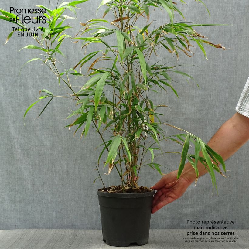 Spécimen de Chimonobambusa quadrangularis - Bambou moyen tel que livré en été