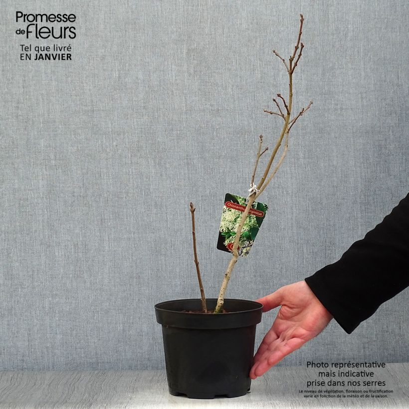 Spécimen de Chionanthus virginicus - Arbre de neige Pot de 2L/3LHauteur livrée env. 30/40cm tel que livré en hiver