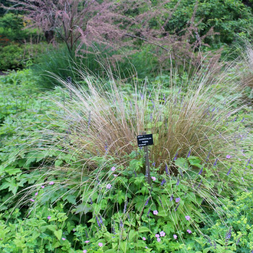 Chionochloa rubra (Port)