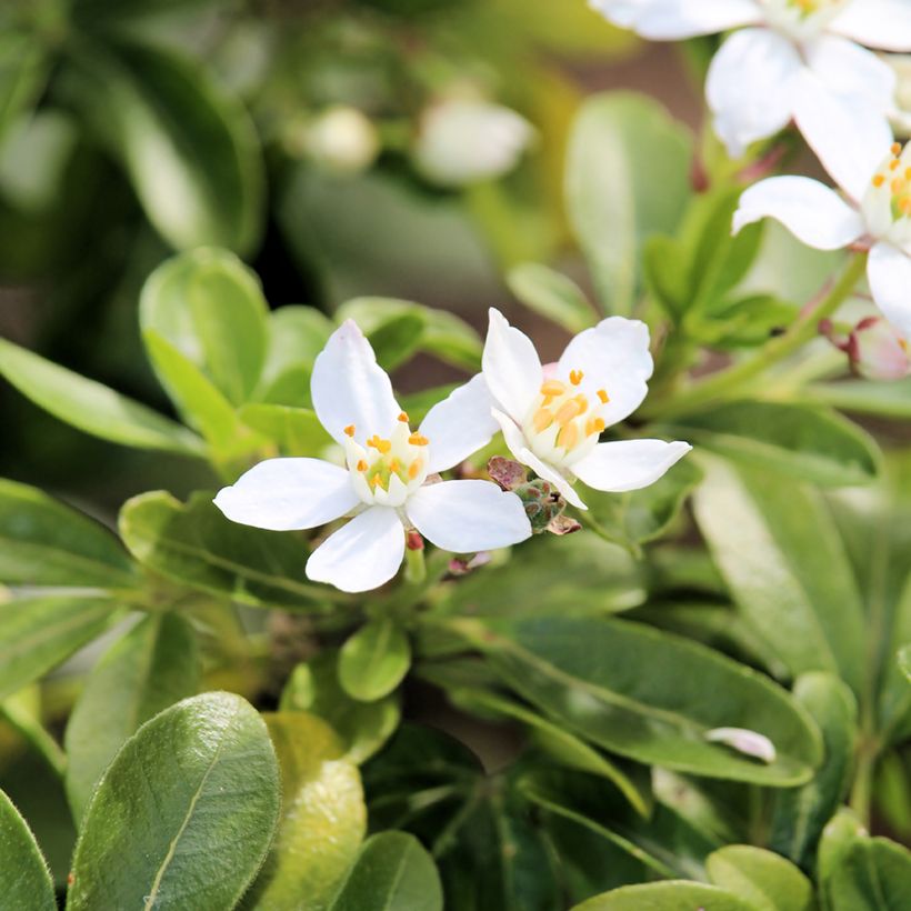 Choisya ternata - Oranger du Mexique (Floraison)