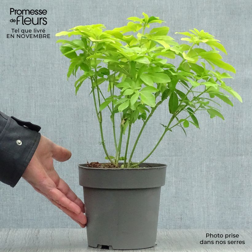 Spécimen de Choisya ternata Sundance 20/30cm en pot de 2L/3L - Oranger du Mexique tel que livré en automne