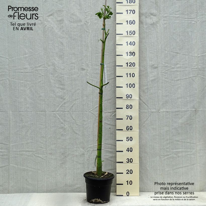 Spécimen de Chorisia ou Ceiba speciosa - Faux Kapokier, Arbre bouteille - Pot de 7,5L/10L tel que livré au printemps