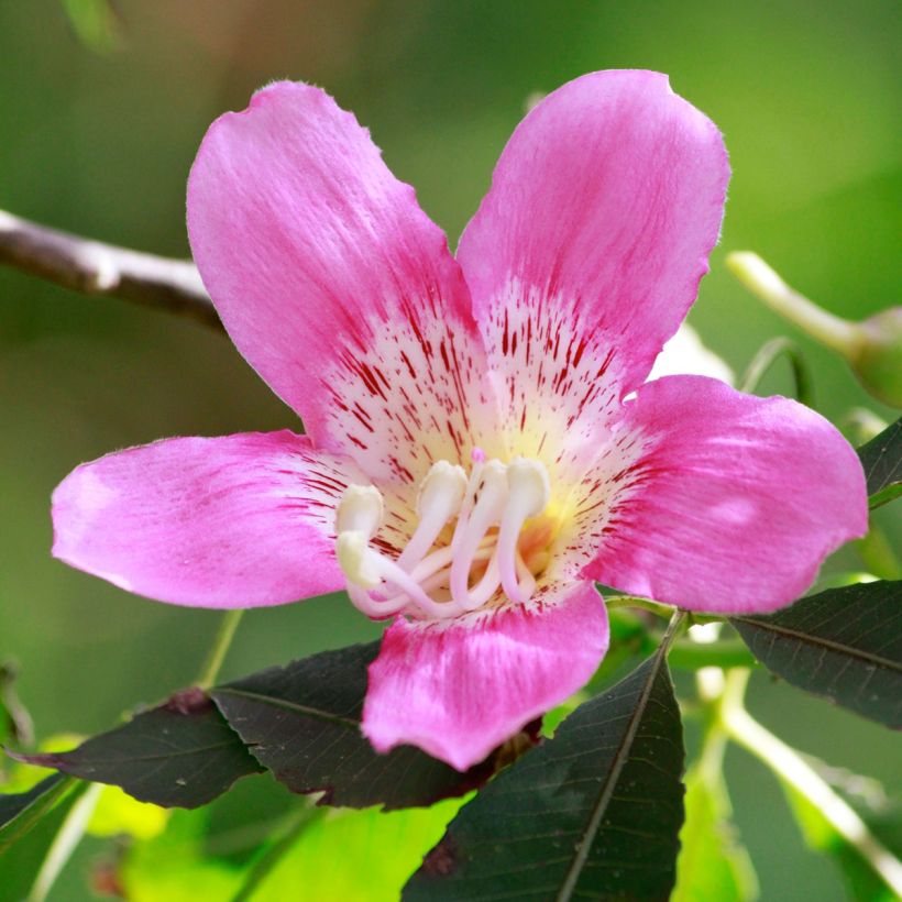 Chorisia ou Ceiba speciosa - Faux Kapokier, Arbre bouteille (Floraison)