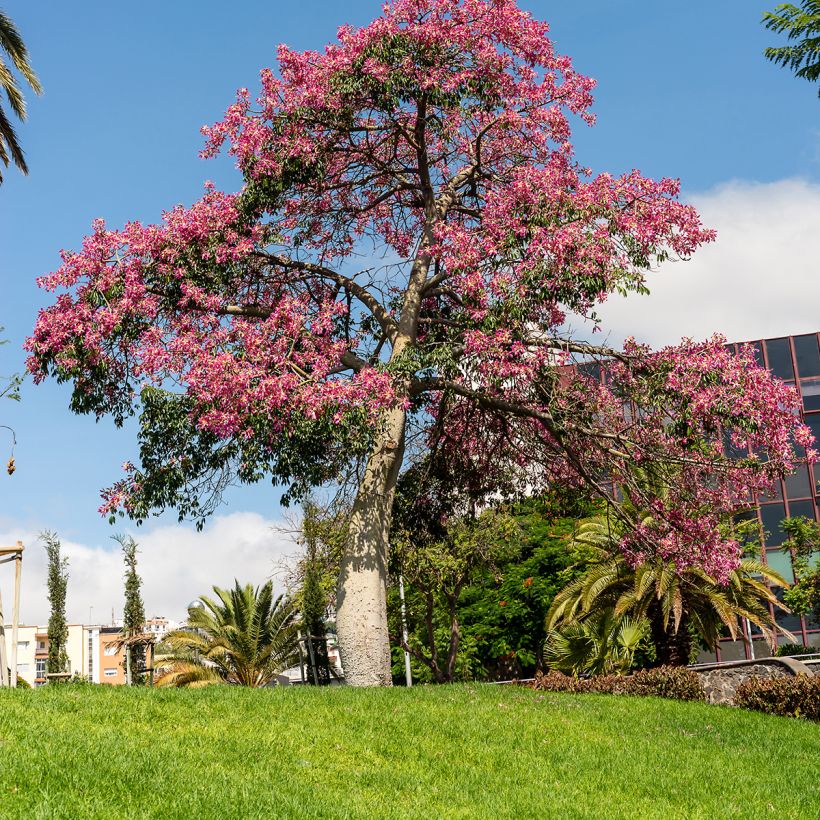 Chorisia ou Ceiba speciosa - Faux Kapokier, Arbre bouteille (Port)