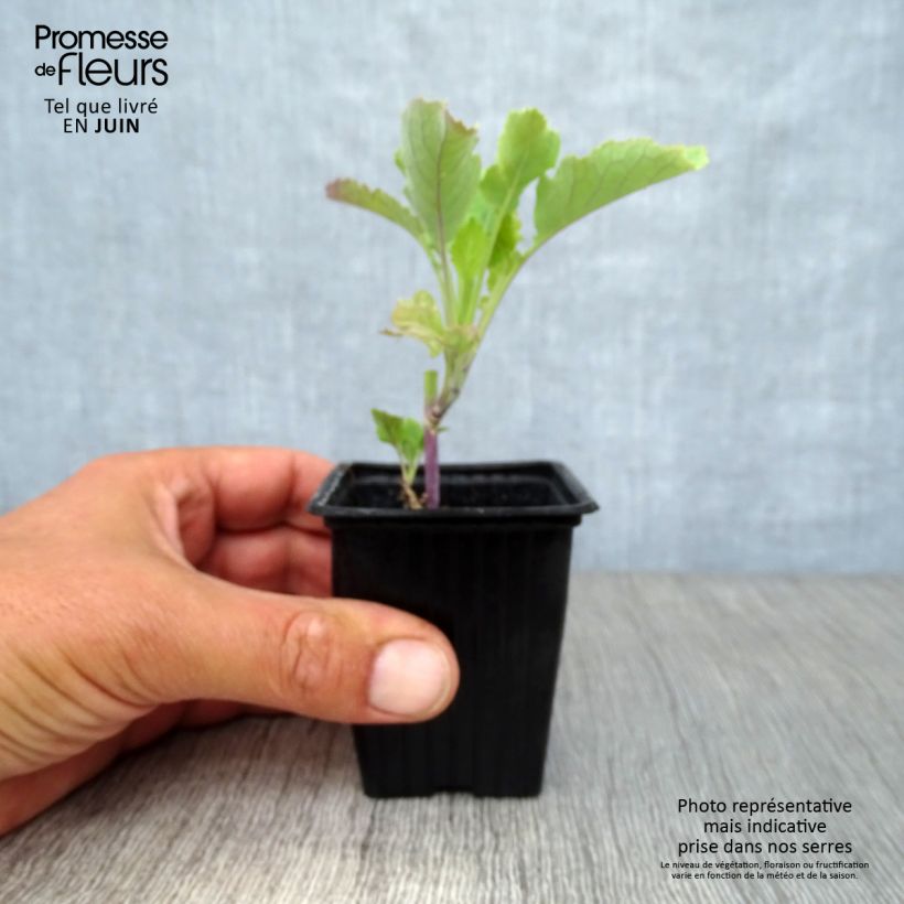 Spécimen de Chou perpétuel Daubenton BIO - Brassica oleracea tel que livré en été
