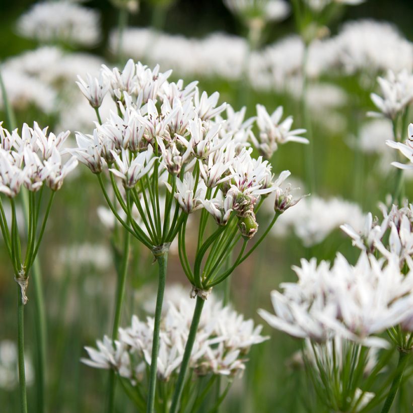 Ail odorant - Allium ramosum (Floraison)