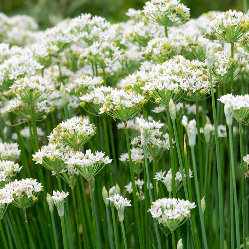 Ciboulette de Chine BIO (Floraison)