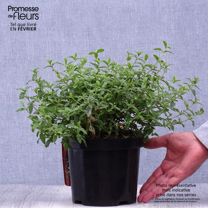 Spécimen de Ciste obtusifolius - Cistus obtusifolius Pot de 2L/3L tel que livré en automne