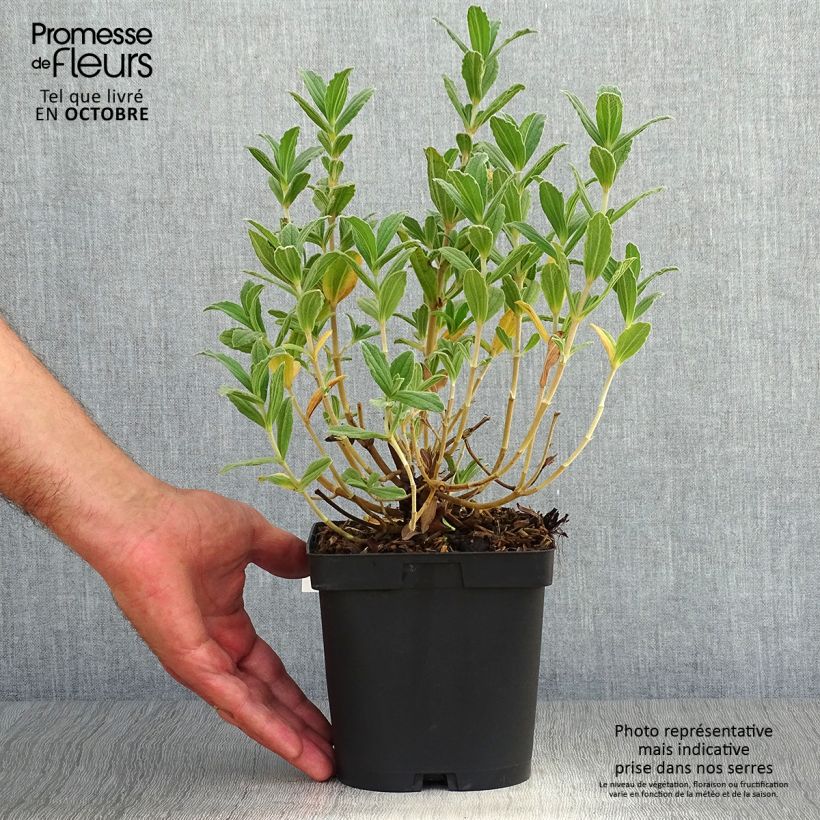 Spécimen de Cistus pulverulentus Sunset - Ciste pulvérulent Pot de 2L/3L tel que livré en automne