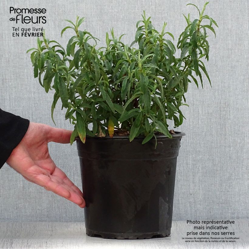 Spécimen de Cistus purpureus - Ciste pourpre en pot de 4L/5L tel que livré en hiver