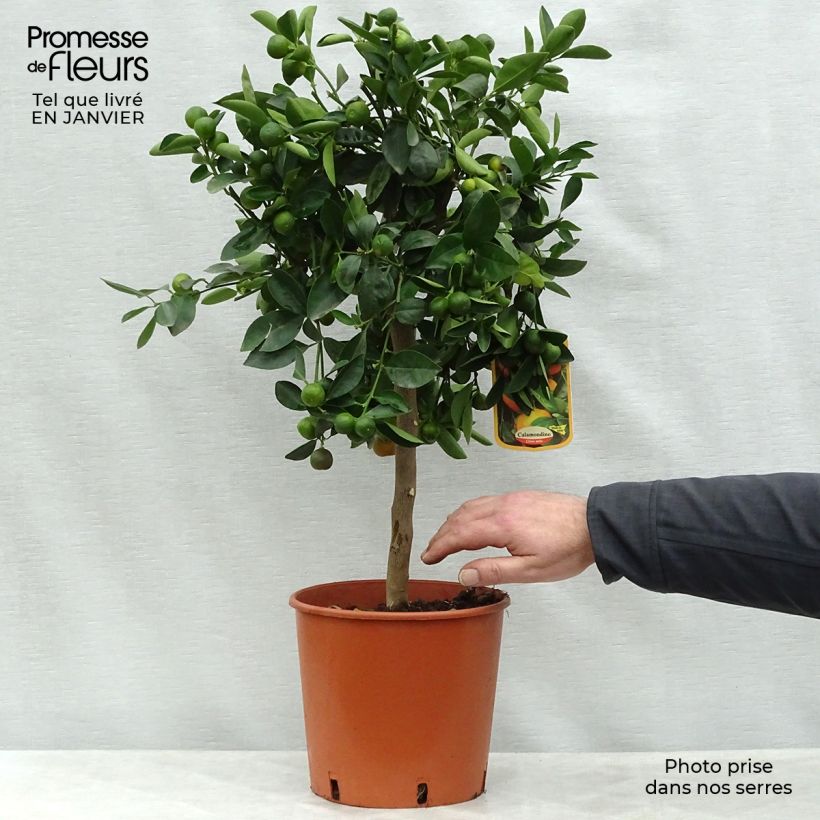 Spécimen de Calamondin - Citrus madurensis (mitis) en pot de 4/5L tel que livré en hiver