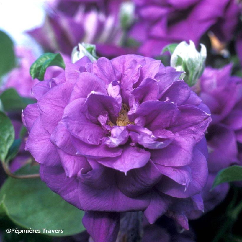 Clématite - Clematis Franziska Marie (Floraison)