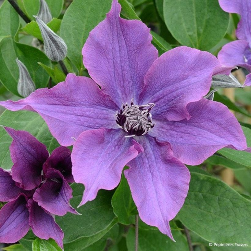 Clématite - Clematis Guiding Promise (Floraison)