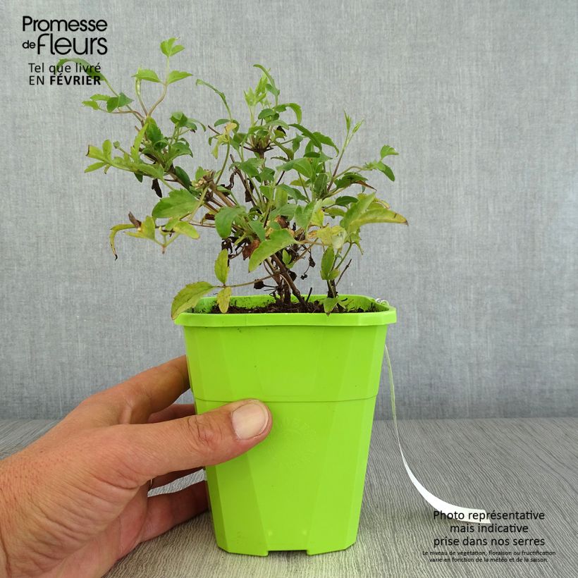 Spécimen de Clématite - Clematis tangutica Little Lemons en pot de 1/1,5L tel que livré en automne