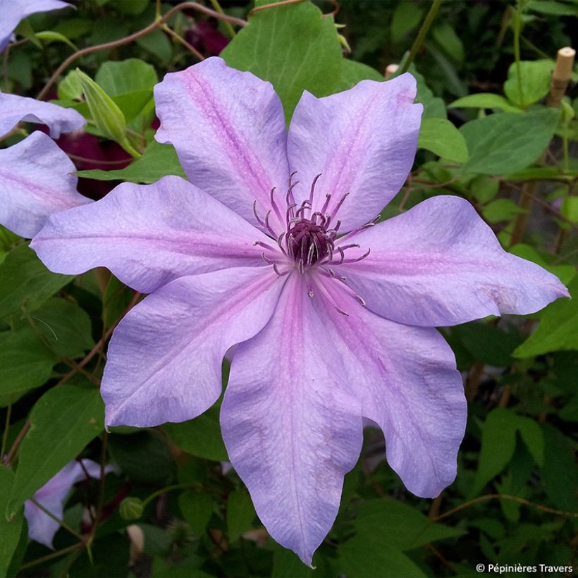 Clématite - Clematis Moonfleet (Floraison)