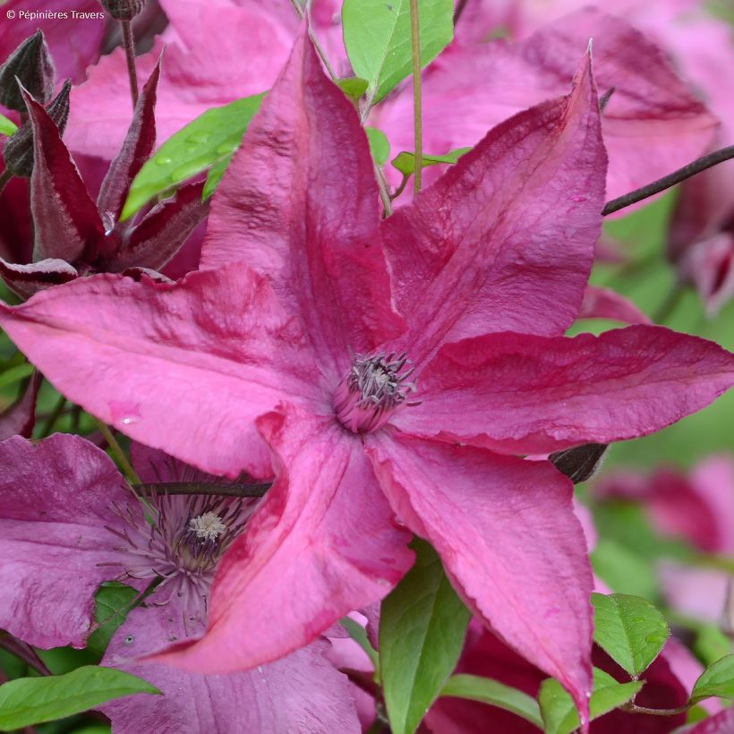 Clématite Saphyra Nancy (Floraison)