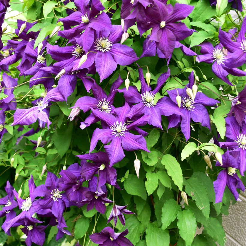 Clématite - Clematis viticella Aotearoa (Port)