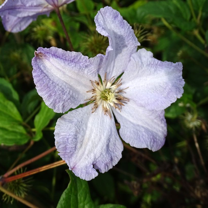 Clématite Blekitny Aniol (Blue Angel) (Floraison)