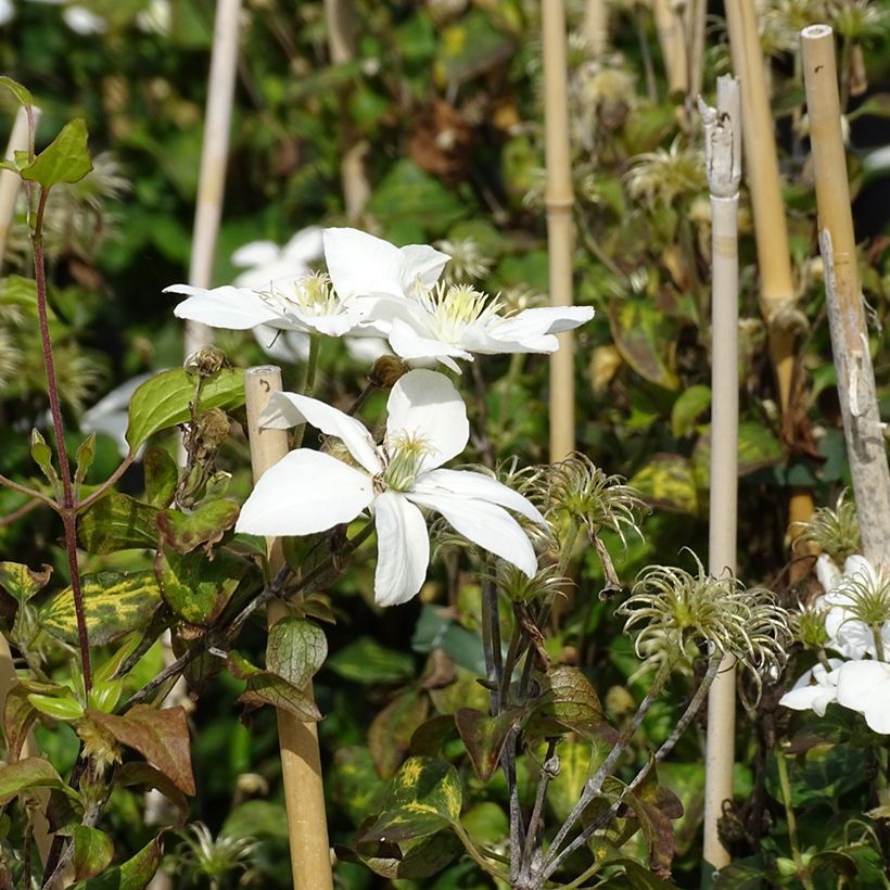 Clématite - Clematis Baby Star (Floraison)