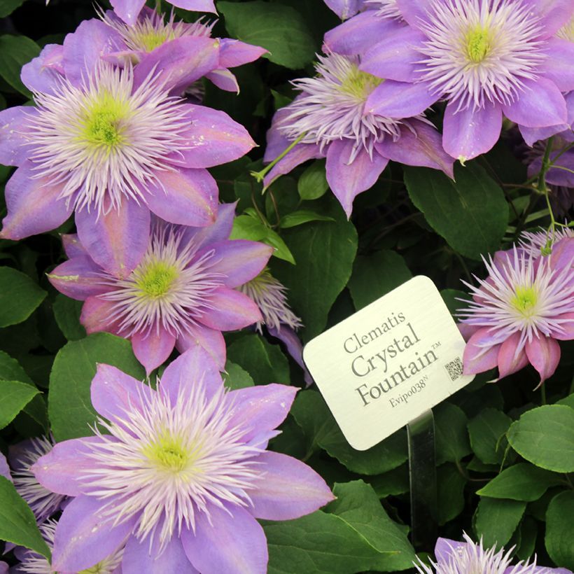 Clématite - Clematis Crystal Fountain (Floraison)