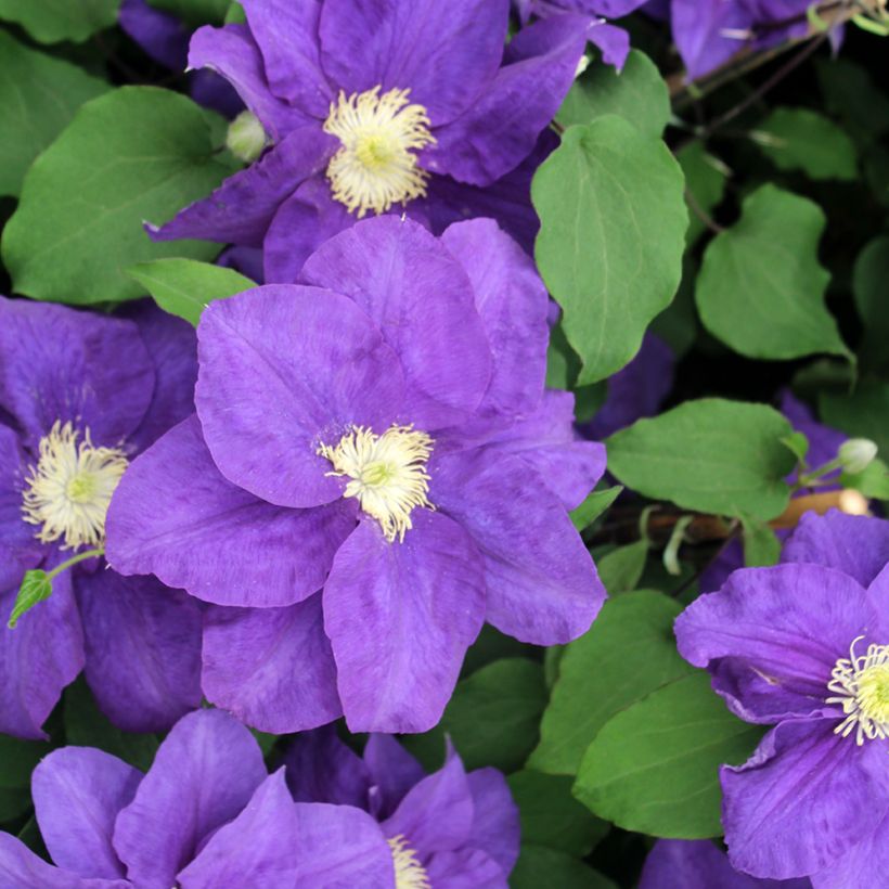 Clématite - Clematis Kingfisher (Floraison)