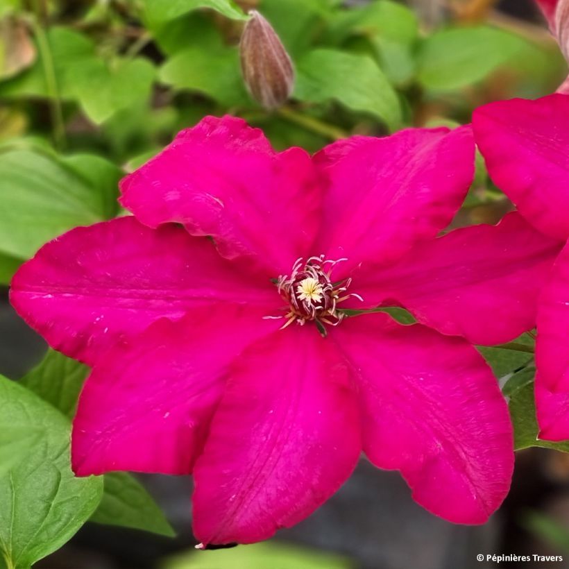 Clématite - Clematis Solidarnosc (Floraison)