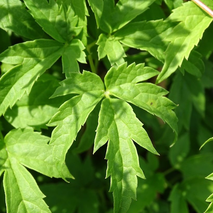 Clématite - Clematis Spiky (Feuillage)