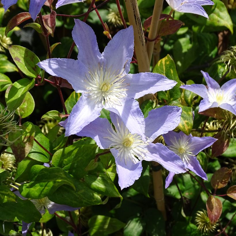 Clématite - Clematis patens Spotlight (Port)