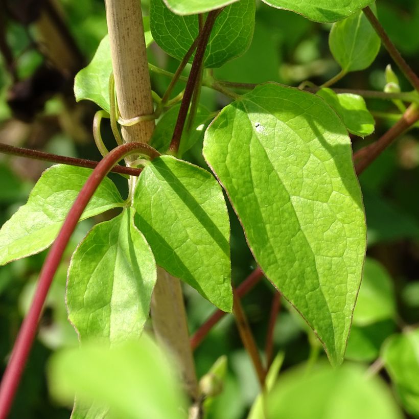 Clématite - Clematis texensis Princess Kate (Feuillage)