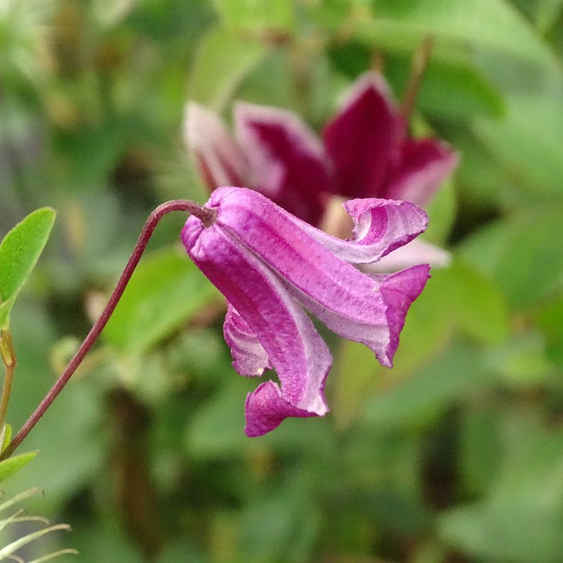 Clématite - Clematis viticella Queen Mother (Floraison)