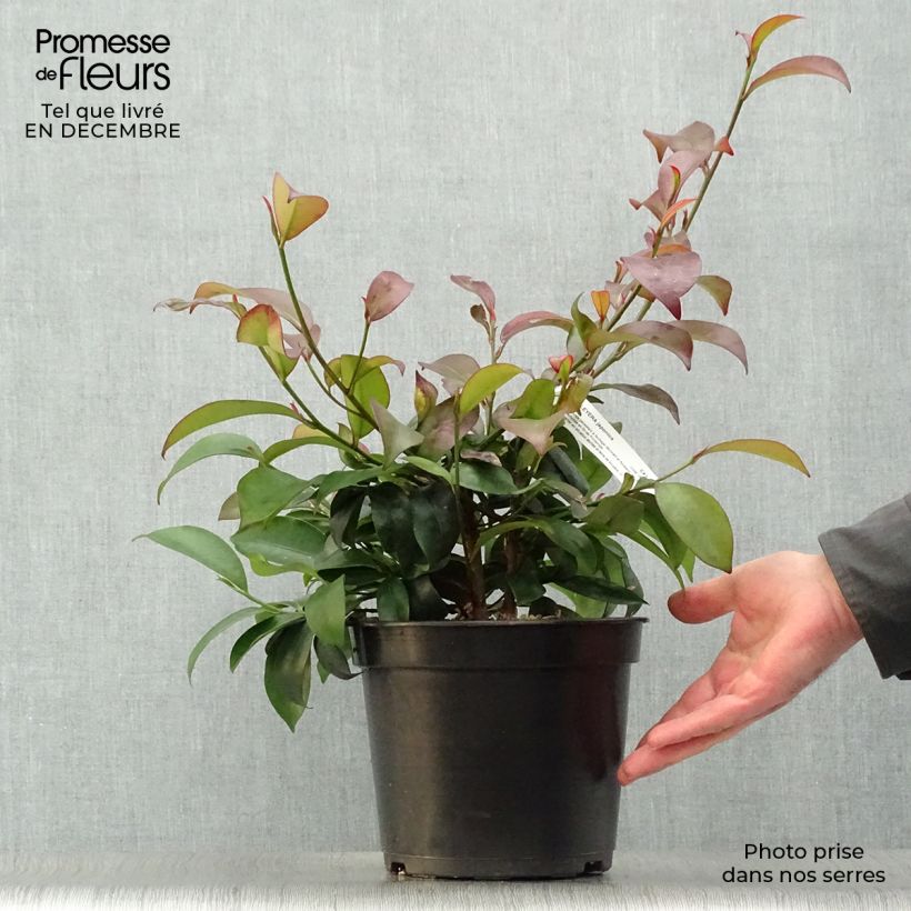 Spécimen de Cleyera japonica - Cleyera du Japon Pot de 4L/5L tel que livré en hiver