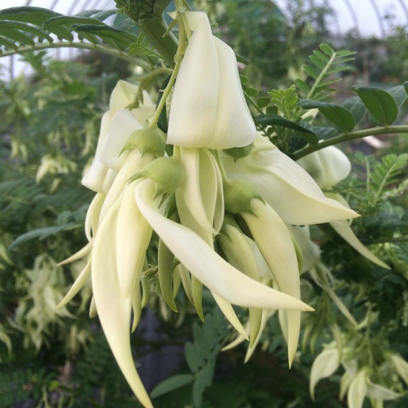 Clianthus puniceus White Heron - Pince de Homard (Floraison)