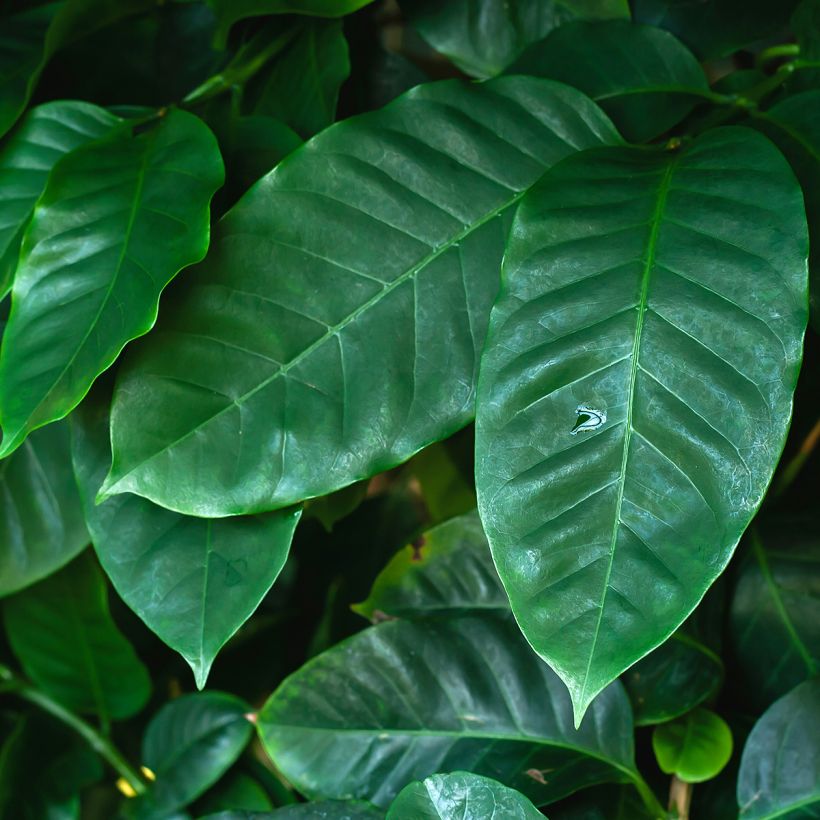 Coffea arabica - Caféier (Feuillage)