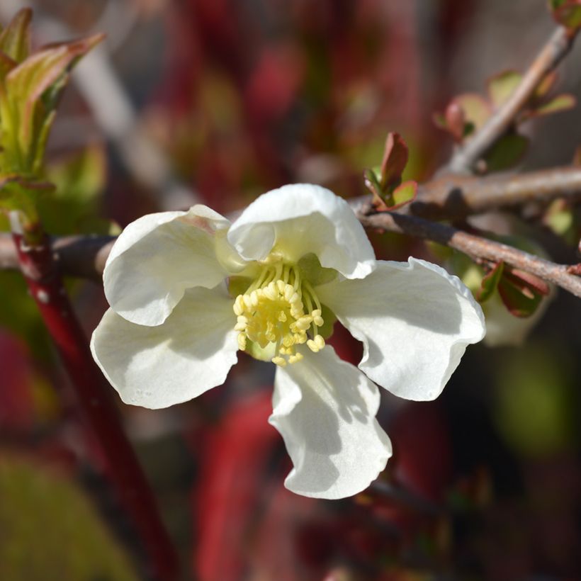 Cognassier du Japon Jet Trail - Chaenomeles superba  (Floraison)