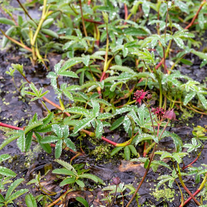 Comarum palustre - Comaret ou Potentille des marais (Port)