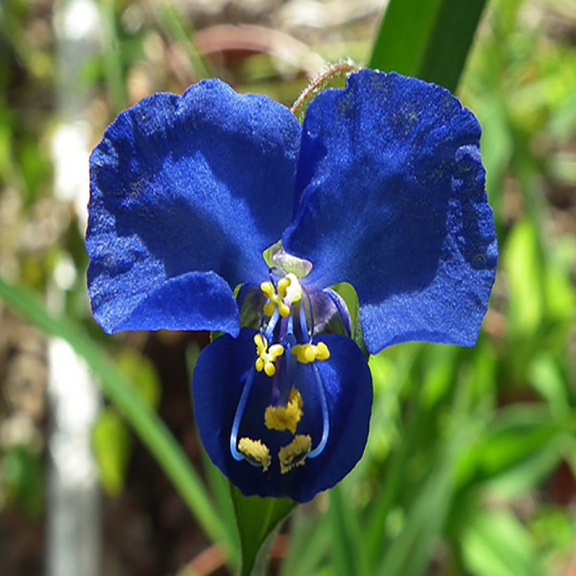 Commelina coelestis - Comméline tubéreuse (Floraison)