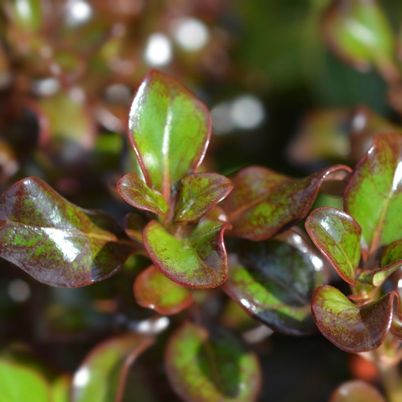 Coprosma Chocolate Soldier (Feuillage)